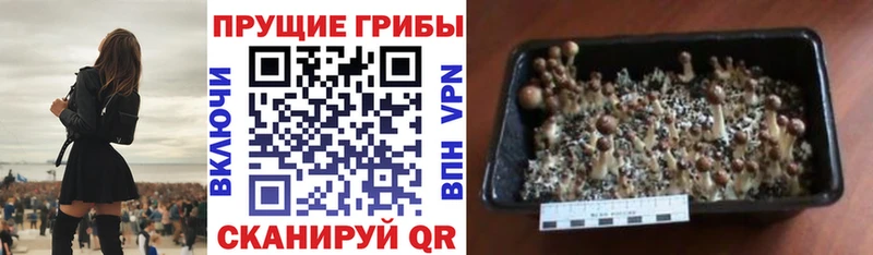 Галлюциногенные грибы MAGIC MUSHROOMS  Бородино 